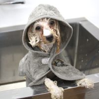 【池下店】2018年6月9日のワンちゃん達♪