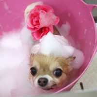 【池下店】2018年6月10日のワンちゃん達♪