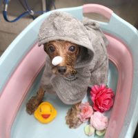 【池下店】2018年6月11日のワンちゃん達♪