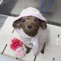 【池下店】2018年6月13日のワンちゃん達♪