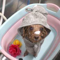 【池下店】2018年6月15日のワンちゃん達♪