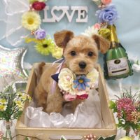 【池下店】2018年6月16日のワンちゃん達♪