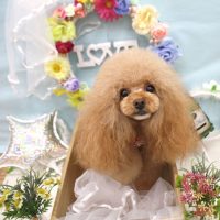 【池下店】2018年6月17日のワンちゃん達♪