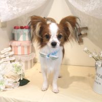 【本店】2018年5月31日のワンちゃん達♪