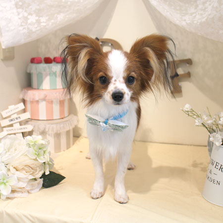 【本店】2018年5月31日のワンちゃん達♪