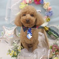 【池下店】2018年6月18日のワンちゃん達♪