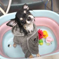 【池下店】2018年6月21日のワンちゃん達♪