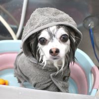 【池下店】2018年6月22日のワンちゃん達♪