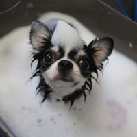 【本店】2018年6月1日のワンちゃん達♪