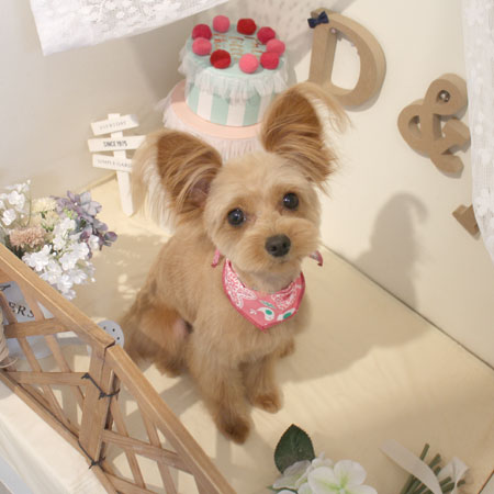 【本店】2018年6月2日のワンちゃん達♪