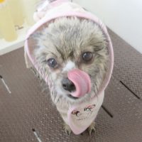 【本店】2018年6月3日のワンちゃん達♪