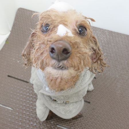 【本店】2018年6月4日のワンちゃん達♪