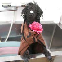 【池下店】2018年6月24日のワンちゃん達♪