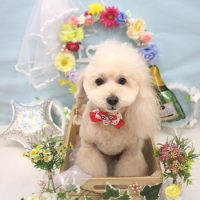 【池下店】2018年6月25日のワンちゃん達♪