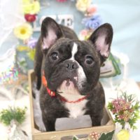 【池下店】2018年6月27日のワンちゃん達♪