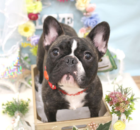 【池下店】2018年6月27日のワンちゃん達♪