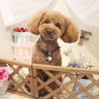 【本店】2018年6月6日のワンちゃん達♪