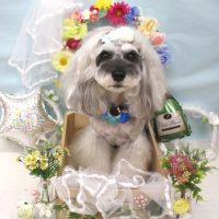 【池下店】2018年6月28日のワンちゃん達♪