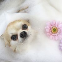 【本店】2018年6月7日のワンちゃん達♪