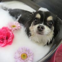 【本店】2018年6月8日のワンちゃん達♪