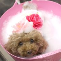 【池下店】2018年6月29日のワンちゃん達♪