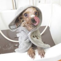 【本店】2018年6月10日のワンちゃん達♪