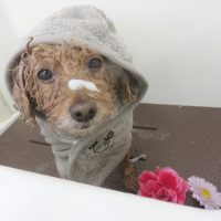 【本店】2018年6月13日のワンちゃん達♪