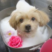 【本店】2018年6月15日のワンちゃん達♪