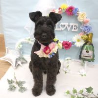 【池下店】2018年6月30日のワンちゃん達♪