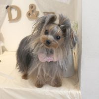 【本店】2018年6月9日のワンちゃん達♪