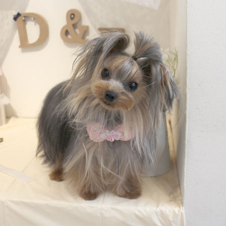 【本店】2018年6月9日のワンちゃん達♪