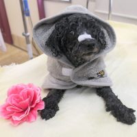 【本店】2018年6月11日のワンちゃん達♪