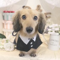 【本店】2018年6月16日のワンちゃん達♪