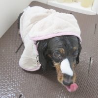 【本店】2018年6月17日のワンちゃん達♪