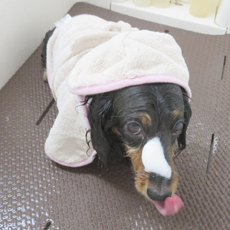 【本店】2018年6月17日のワンちゃん達♪