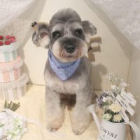 【本店】2018年6月20日のワンちゃん達♪