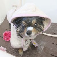 【本店】2018年6月24日のワンちゃん達♪