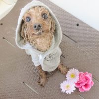 【本店】2018年6月25日のワンちゃん達♪