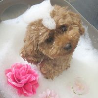 【本店】2018年6月28日のワンちゃん達♪