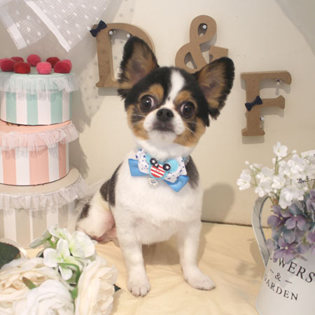 【本店】2018年6月22日のワンちゃん達♪