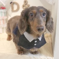 【本店】2018年6月23日のワンちゃん達♪