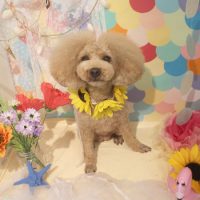 【本店】2018年6月27日のワンちゃん達♪