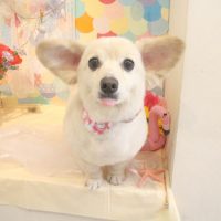 【本店】2018年6月29日のワンちゃん達♪