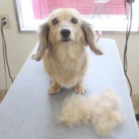 【本店】2018年6月30日のワンちゃん達♪