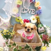 【池下店】2018年6月1日のワンちゃん達♪