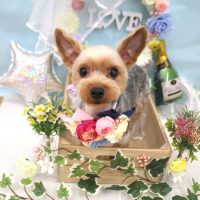 【池下店】2018年6月2日のワンちゃん達♪