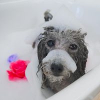 【山手店】2018年6月1日のワンちゃん達♪