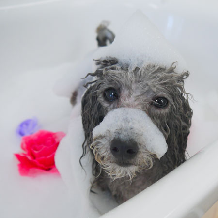 【山手店】2018年6月1日のワンちゃん達♪