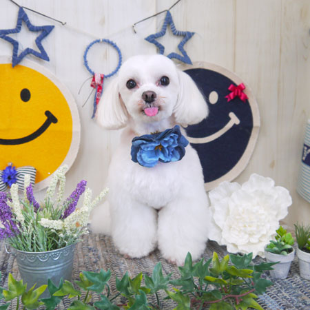 【山手店】2018年6月2日のワンちゃん達♪