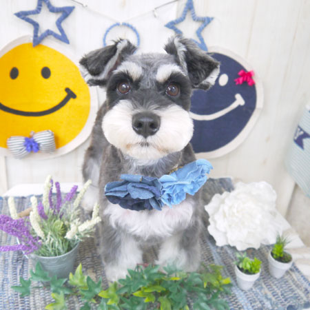 【山手店】2018年6月3日のワンちゃん達♪